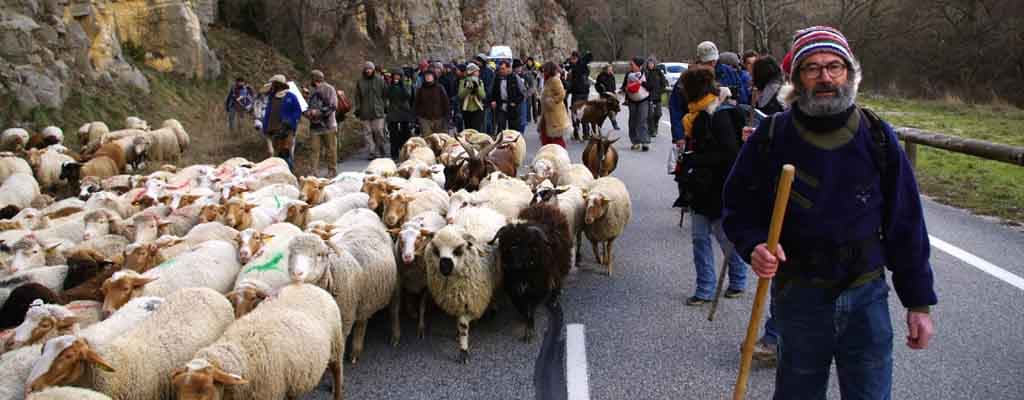 manif-Transhumance-puce-moutons