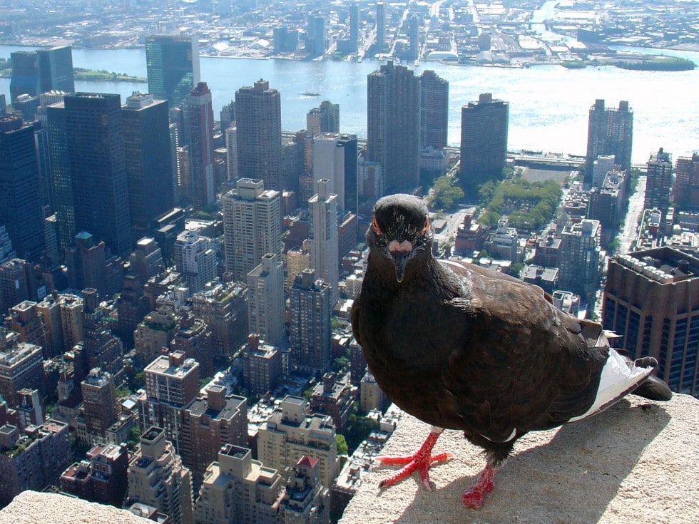 Pigeon