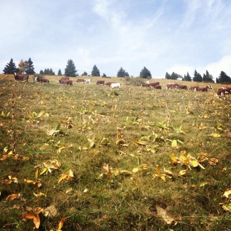 Des vaches en transhumance en Haute-Savoie.