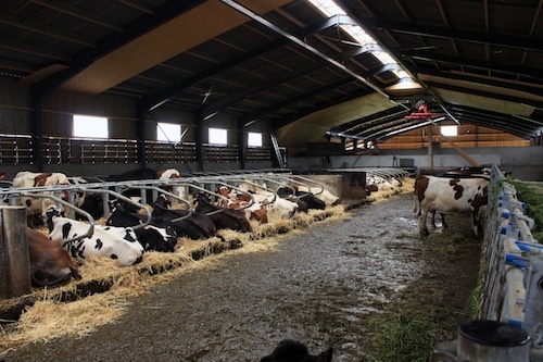  Les vaches font leurs besoins dans la paille. Le bâtiment fait 1 600 m2, 1 000 m2 pour les vaches et la salle de traite, 600 m2 pour le stockage du foin.  Ensuite, un racleur hydraulique dégage la paille souillée dans un bâtiment qui fait environ 250 m2.  Crédit photo: Damien Renoulet/Rue89Lyon