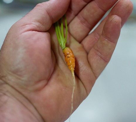 Une petite carotte (Cogdogblog/Flickr/CC)