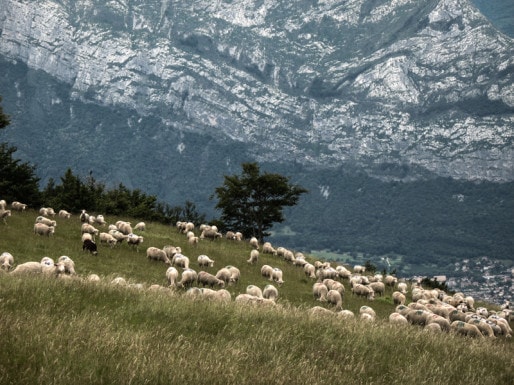 Troupeau à l'alpage de Sornin dans le Vercors. Crédit : Fédération des Alpages de l'Isère.