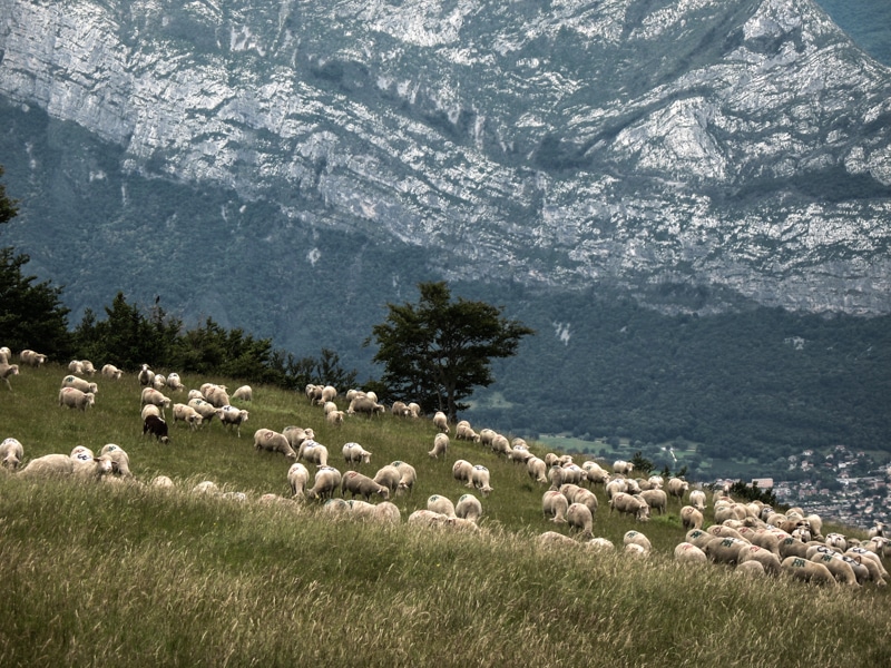 Cloture anti loups pour moutons electrique