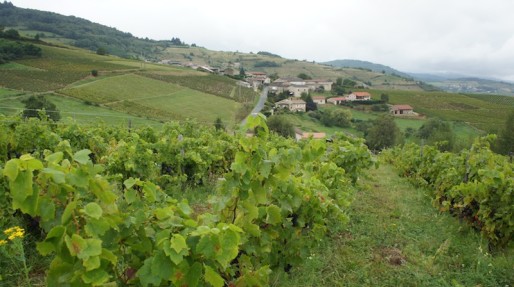 Dans les vignes de Bruno et Isabelle Perraud (Côtes de la Molière), dans le Beaujolais. Crédit : DD/Rue89Lyon.