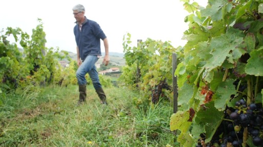 Bruno Perraud dans ses vignes, dans le Beaujolais (Côtes de la Molière)