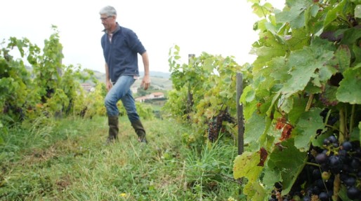 Bruno Perraud dans ses vignes, dans le Beaujolais (Côtes de la Molière)