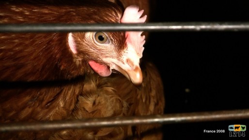 Photo de poule pondeuse élevée en cage. Source : association L214.
