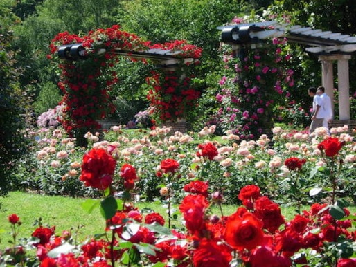 La grande roseraie du parc de la Tête d'Or. ©Ville de Lyon