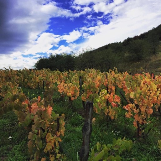 Photo des vignes des Côtes de la Molière, dans le Beaujolais. Par Isabelle Perraud.