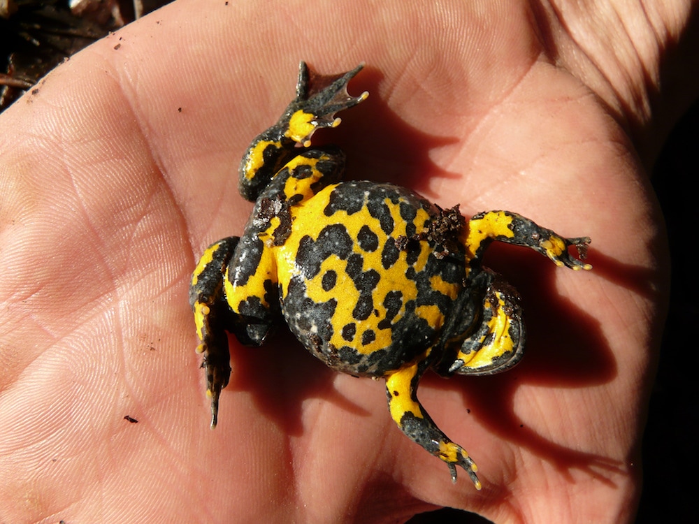 Un crapaud à ventre jaune. Une des espèces protégées que l'on trouve sur le futur site du Center Parcs à Roybon CC Julien Soret