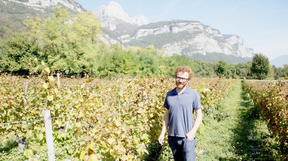 Thomas Finot dans une vigne de persan. Dans le Grésivaudan, les vignes sont palissées jusqu'à 2 mètres pour éviter l'humidité et avoir plus de feuilles. ©LB/Rue89Lyon