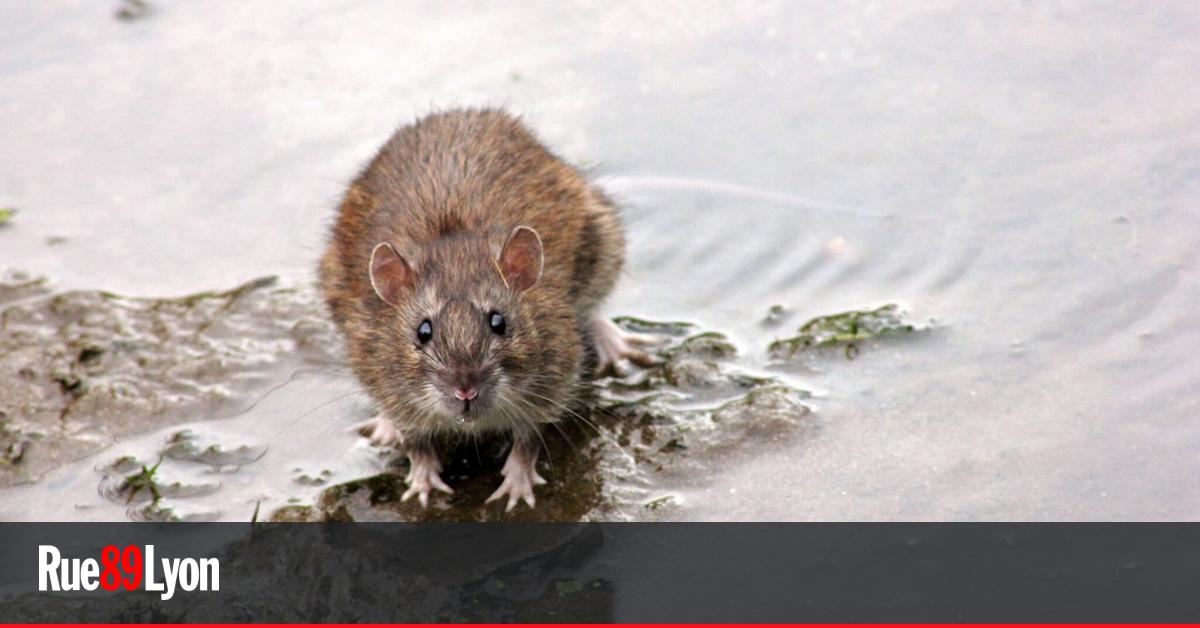 Les Rats De Lyon Ils Ne Semblent Plus Craindre L Humain