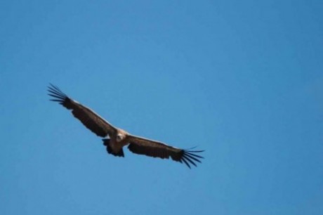 Des « vautours prédateurs » dans les Alpes : info ou intox ?