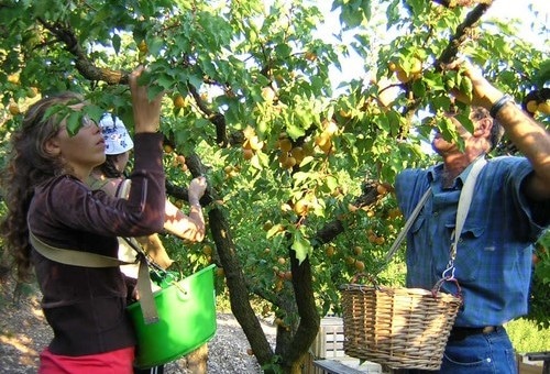 « Pas de ramassage de fruits cet été », les 16-18 ans n’ont plus le droit de travailler sur un escabeau