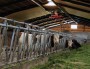 Les vaches de l'exploitant bio Olivier Mouton.