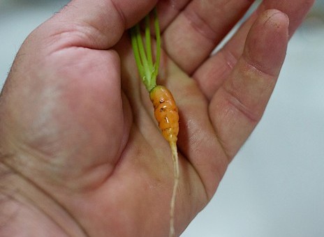 Vous avez un micropénis ? C’est peut-être à cause des pesticides