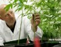 Cannabis thérapeutique : « mes parents ont dû accepter ma manière de me soigner »