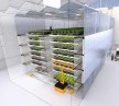 L’usine à salades fera-t-elle l’agriculture du futur, en milieu urbain ?