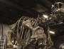 Le squelette de camasarus qui trônera dans le Musée des Confluences à Lyon.