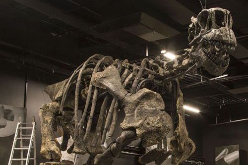 Le squelette de camasarus qui trônera dans le Musée des Confluences à Lyon.