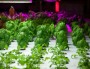 Du basilique pousse dans The Plant, une ferme urbaine à Chicago (Plant Chicago, NFP/Rachel Swenie)