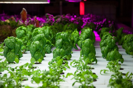 Du basilique pousse dans The Plant, une ferme urbaine à Chicago (Plant Chicago, NFP/Rachel Swenie)