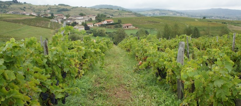Lyon ne boude ni les vins du Beaujolais ni ceux du Rhône, venez les goûter en version nature !