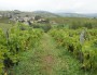 Dans les vignes du Beaujolais (Côtes de la Molière). Crédit : DD/Rue89Lyon.
