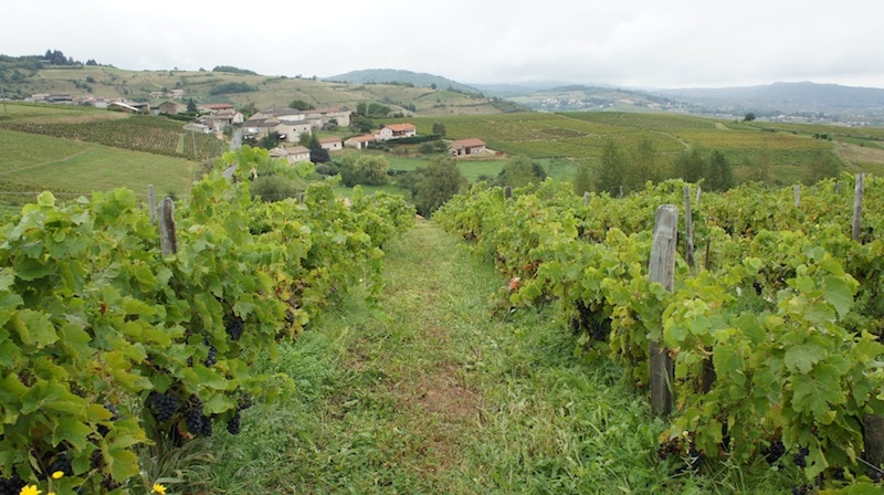 Dans les vignes du Beaujolais (Côtes de la Molière). Crédit : DD/Rue89Lyon.