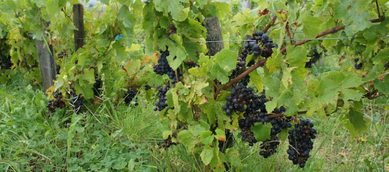 « Le Vin en question » : mon livre de Chauvet