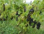 Raisins - vignes