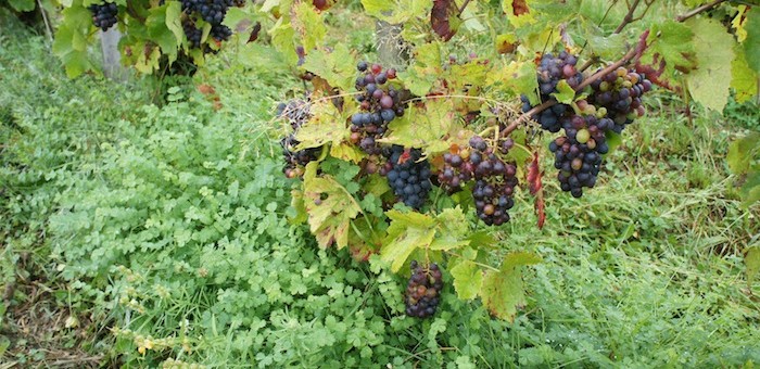 « Et si le vin sauvait l’agriculture ? », un débat à Lyon le samedi 5 novembre