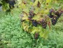 Les vignes de Bruno Perraud (les Côtes de la Molière), dans le Beaujolais. Crédit : DD/Rue89Lyon.