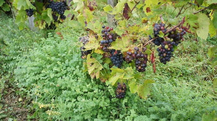 « Les viticulteurs sont les premiers exposés au changement climatique »