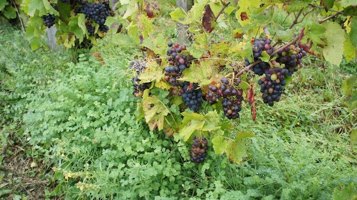 Les vignes de Bruno Perraud (les Côtes de la Molière), dans le Beaujolais. Crédit : DD/Rue89Lyon.