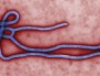 ebola-300x150