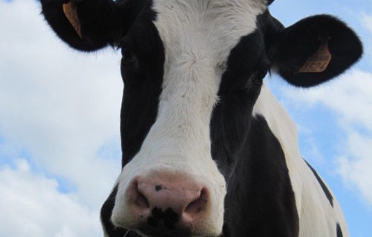 La vache qui ne voulait pas aller à l’abattoir sauvée contre 10 000 euros
