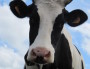 vache vigie lemonde