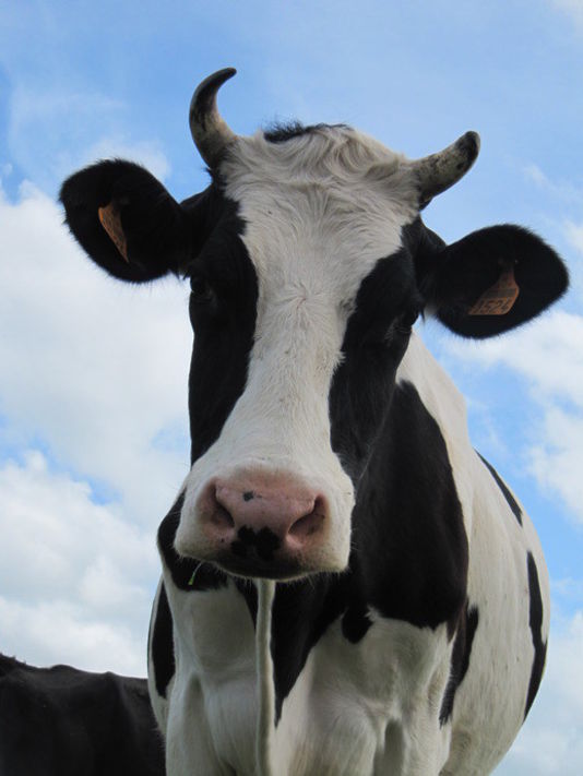 La vache qui ne voulait pas aller à l’abattoir sauvée contre 10 000 euros