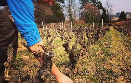 Vignerons dans le Beaujolais : Yann Bertrand et les petits enfants de Chauvet