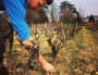 Yann Bertrand, vigneron dans le Beaujolais. Crédit : BP.