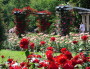 La grande roseraie du parc de la Tête d'Or. ©Ville de Lyon