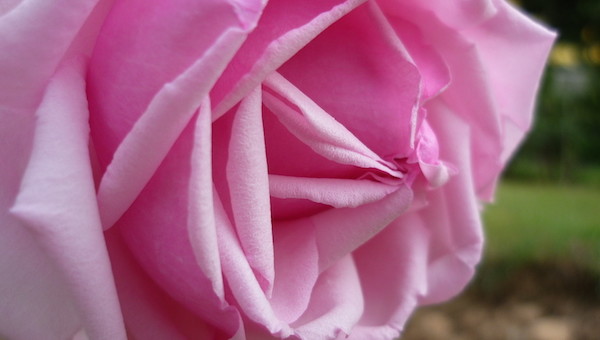 Un éphémère raout à Lyon : le Festival mondial des roses