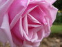 Variété "La France" inventée par Jean-Baptiste Guillot fils en 1867. Un des grands noms de roses de l'"âge d'or" lyonnais. Photo de 2009. © Ville de Lyon