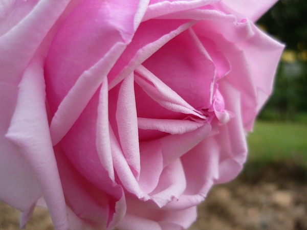 Variété "La France" inventée par Jean-Baptiste Guillot fils en 1867. Un des grands noms de roses de l'"âge d'or" lyonnais. Photo de 2009. © Ville de Lyon