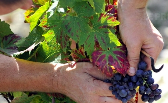 Pesticides : un viticulteur bio poursuivi pour non traitement