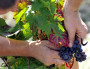 Vigie Progrès Vigne