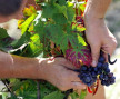 Pesticides : un viticulteur bio poursuivi pour non traitement