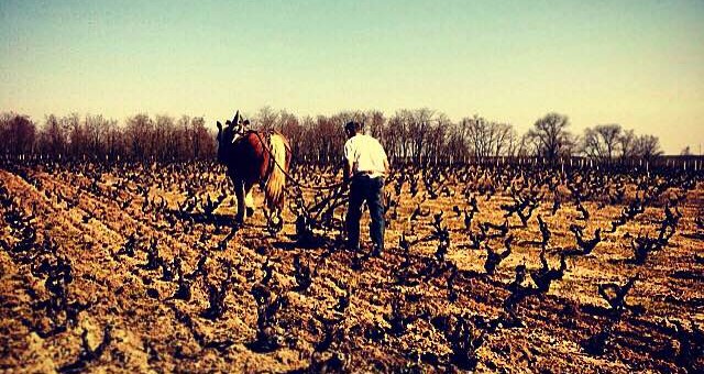 Une journée de labour à cheval dans le Beaujolais, avec Lilian Bauchet et Qualine