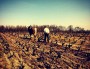 Une journée de labour à cheval dans le Beaujolais, avec Lilian Bauchet et Qualine